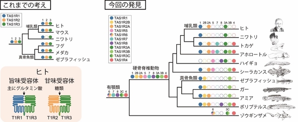 脊椎動物におけるTAS1R遺伝子の進化について、従来の説と本研究の説との比較