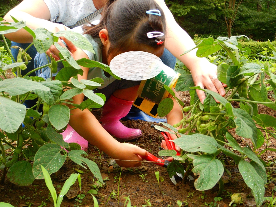 不慣れな収穫バサミ。うまく切れるかな?