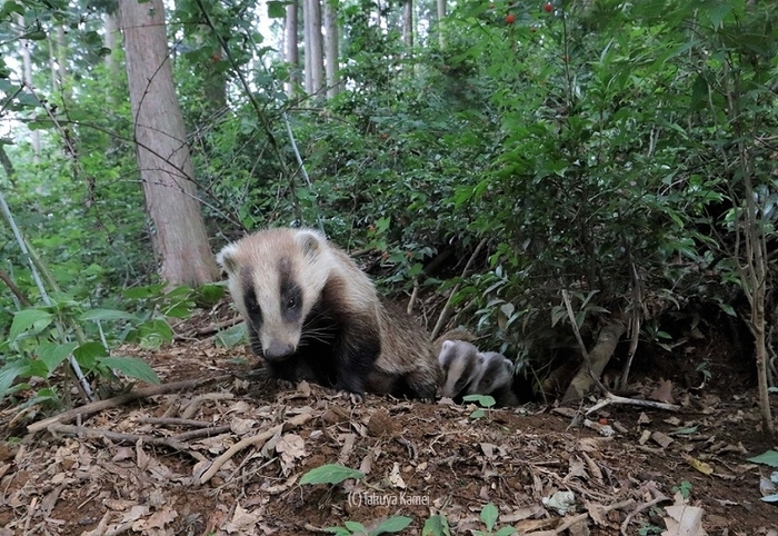 アナグマの母と子たち