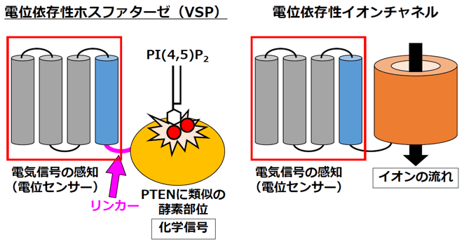 図1 VSPの構造と機能