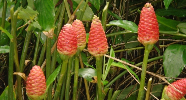 ハナショウガの群生（西表島で撮影）