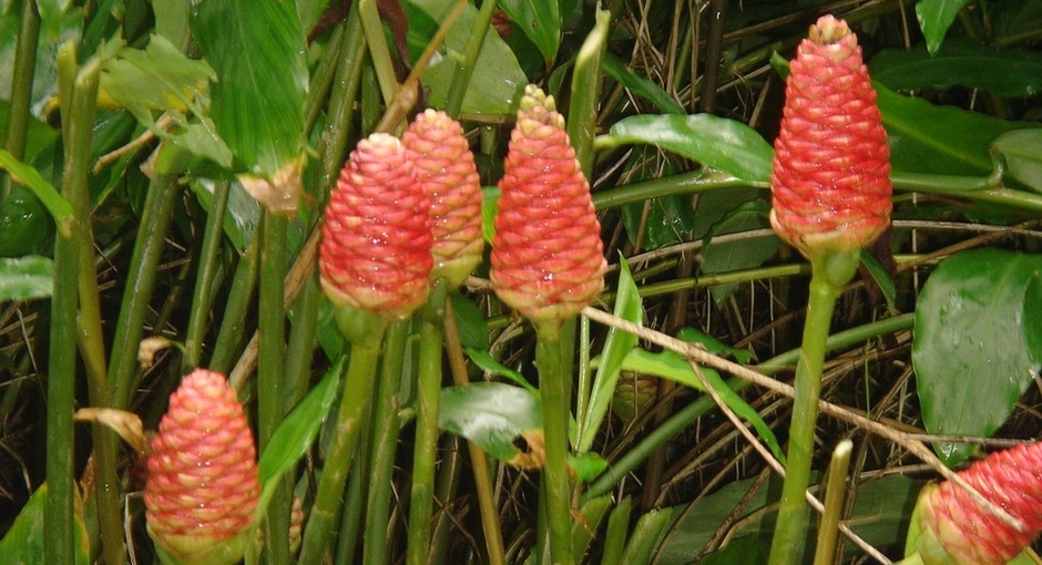 ハナショウガの群生（西表島で撮影）