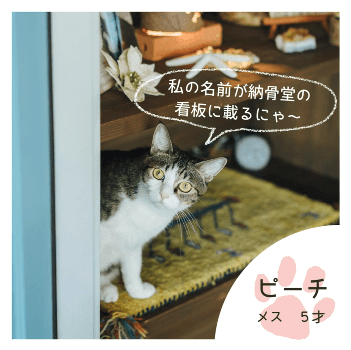 ペットモデルにいかが?