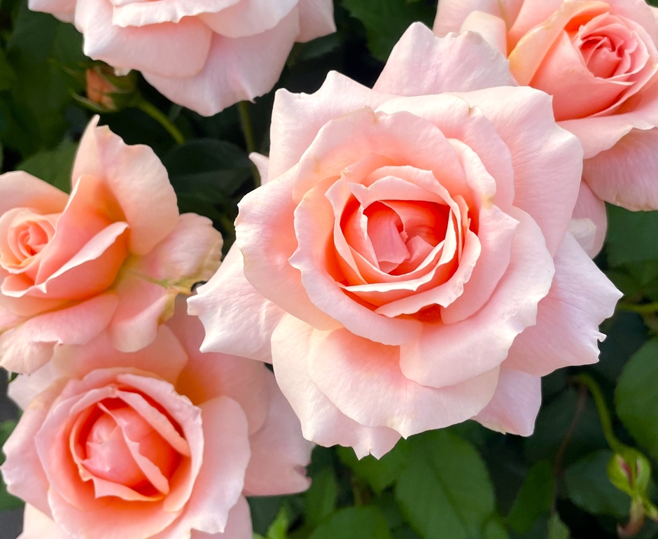 新品種「サンクス ローズ」 イメージ