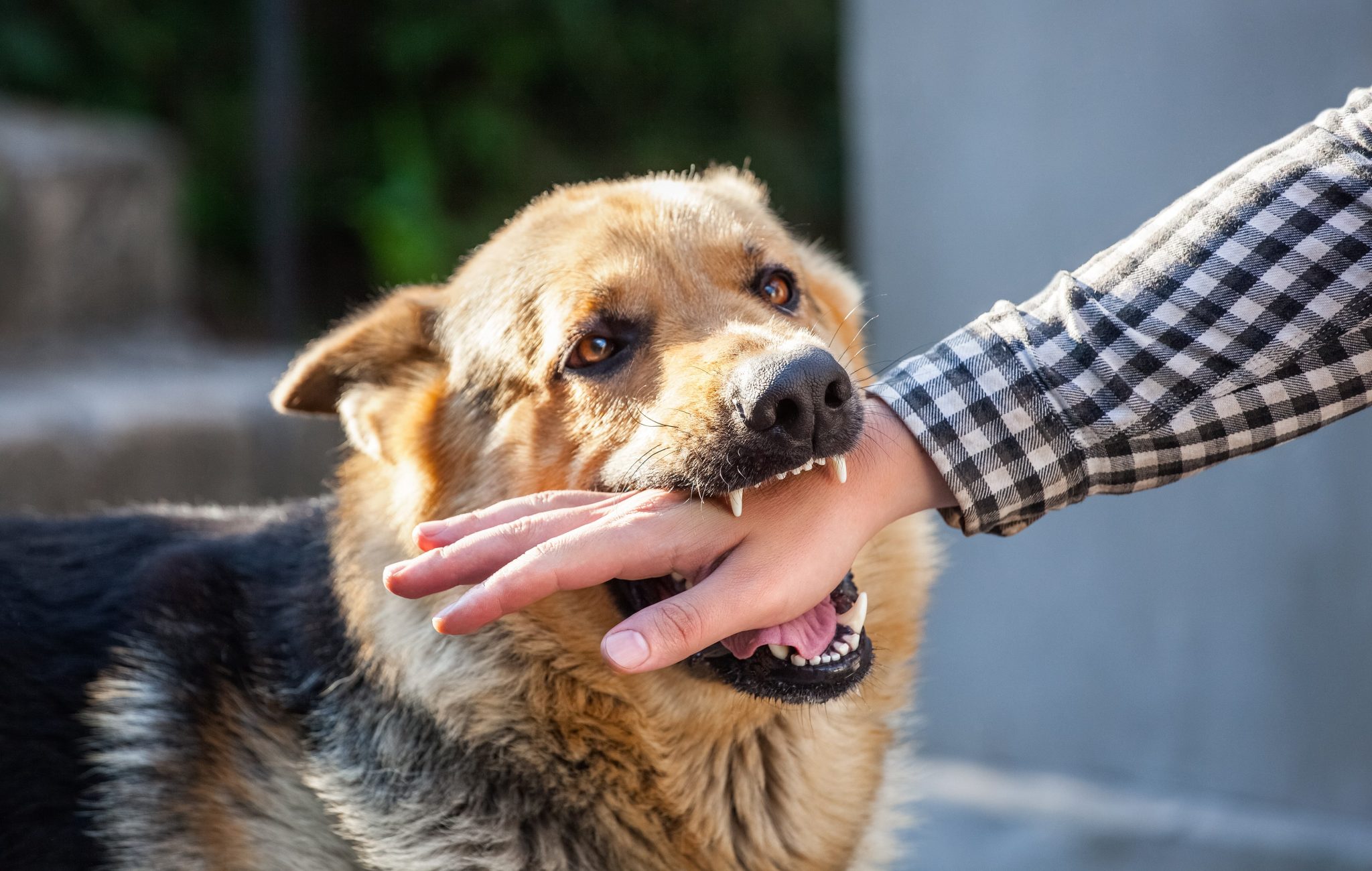 たら 犬 れ に 噛ま 犬に噛まれたらどうする？噛まれた後の危険について