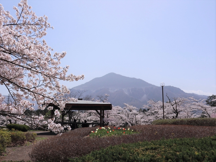 秩父地域の桜　イメージ(2)