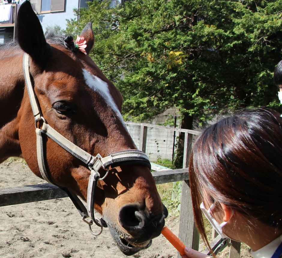 馬術部の学生と一緒に馬も登場。餌やり体験の様子