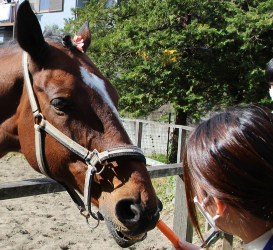 馬術部の学生と一緒に馬も登場。餌やり体験の様子