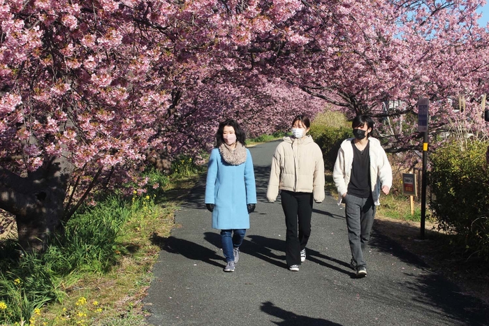 南伊豆町の「河津桜」