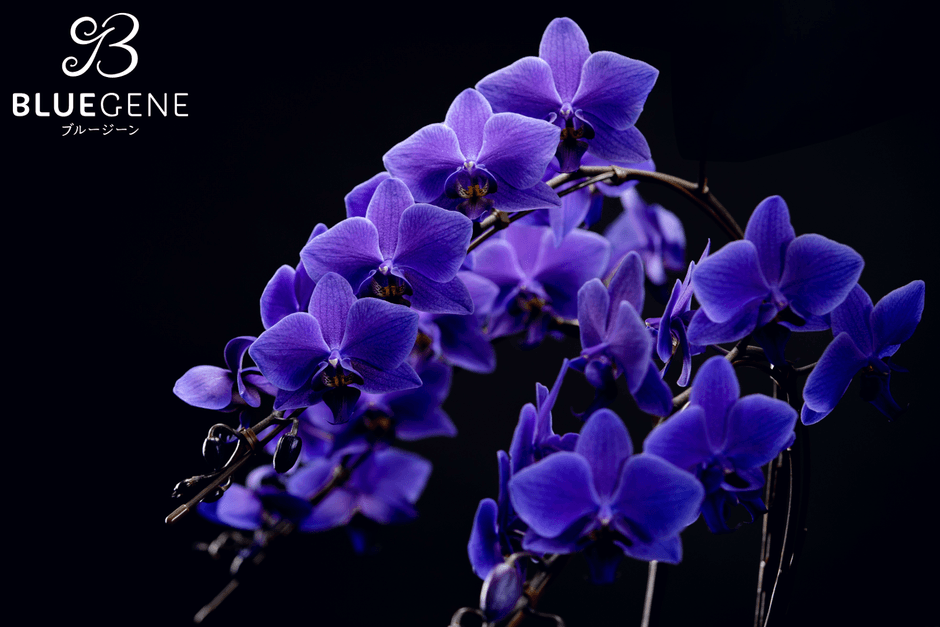 ☆希少 ブルージーン BLUE GENE 3本 石原産業正規品 胡蝶蘭 鉢 石原産業、世界初の青色胡蝶蘭「ブルージーン」を GREEN×EXPO 2027に