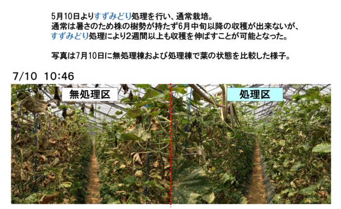 キュウリ圃場試験結果