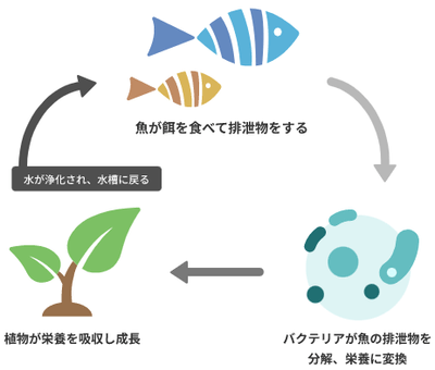 ・アクアポニックスの循環イメージ:魚の排泄物をバクテリアが分解し、植物が栄養として吸収。浄化された水が水槽へ戻る循環型の生産モデルです。