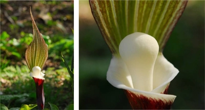 六甲高山植物園 ユニークな姿の人気者 「ユキモチソウ」が見頃です！GWのイベントも！