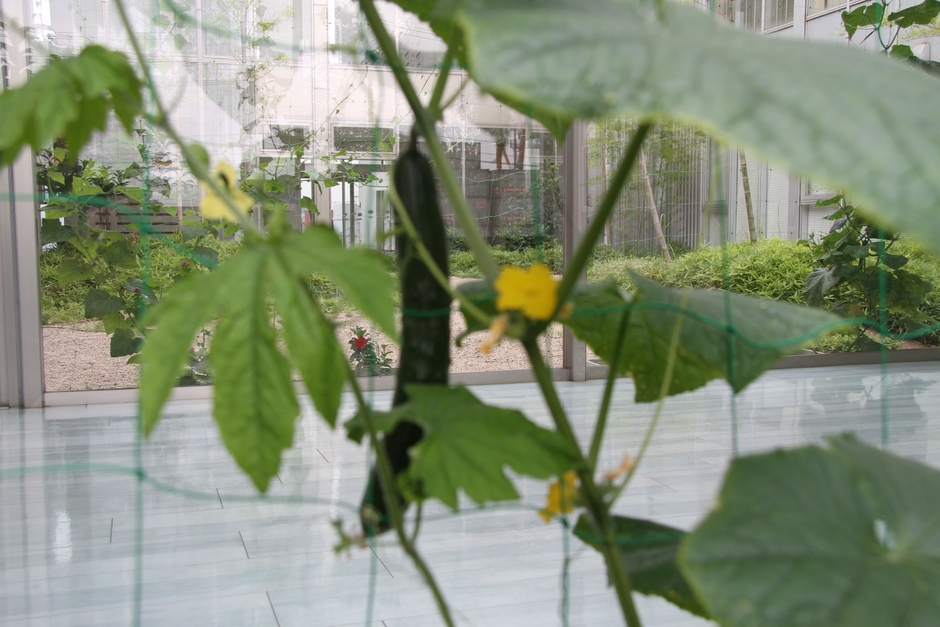 大きな葉をつけるきゅうりも成長中~緑のカーテン