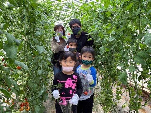 収穫体験もできます