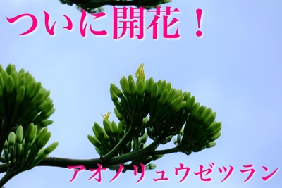 ついに開花し始めたリュウゼツラン(7月19日撮影)