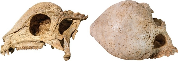 実物の化石の側面（左）と上面（右）＝研究グループ提供