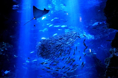 住宅リフォームの日本eリモデル株式会社、 京都水族館の法人サポーター継続を決定。