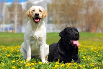 大型犬　※イメージ