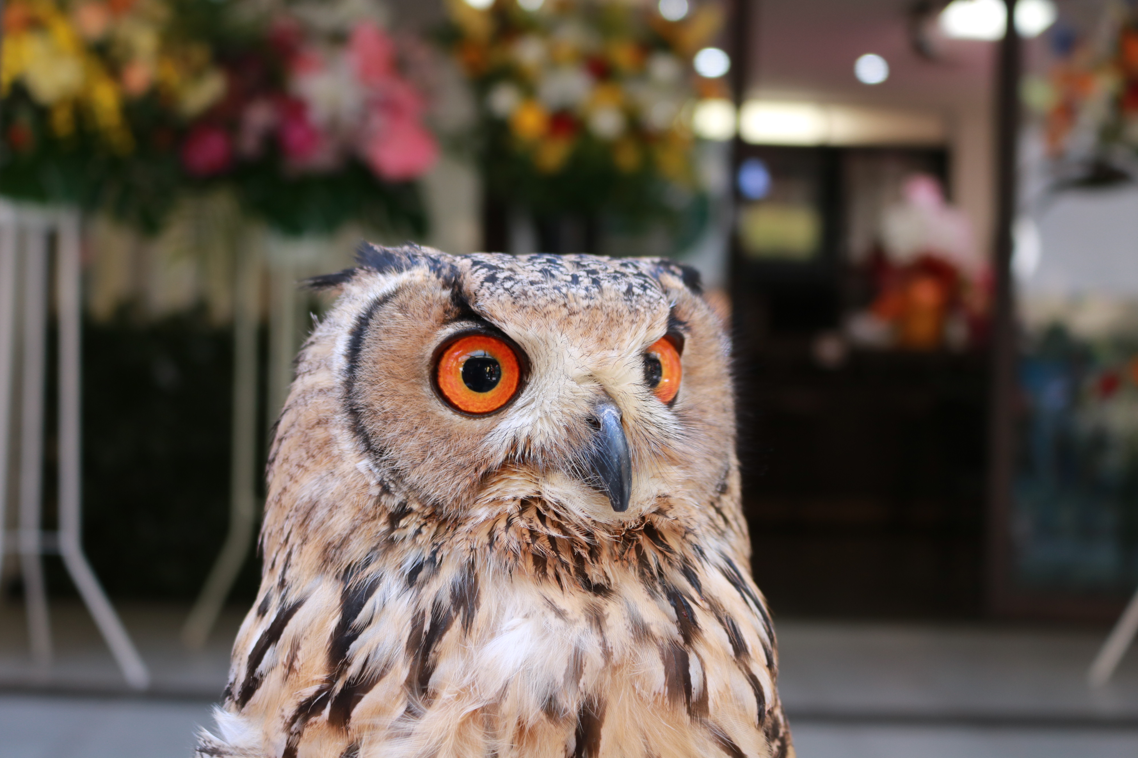 浅草駅より徒歩10分『ふくろうカフェ OZ』ふくろう・モモンガ・ハリネズミと出会えるカフェ!Findグルメで情報を公開中