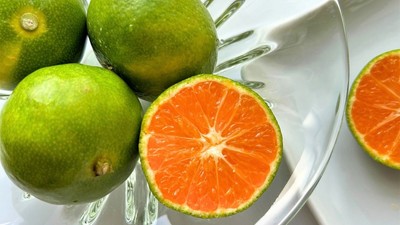 三重南紀みかん「味一号」