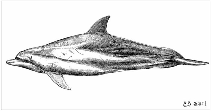学生が描いたイルカを等身大のポスターにして掲示予定