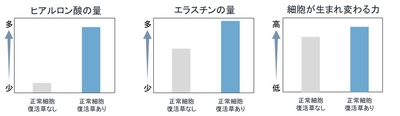 ヒアルロン酸の量/エラスチンの量/細胞が生まれ変わる力