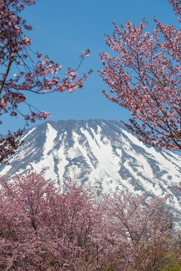 羊蹄山と桜が美しい(2)