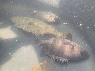 自然豊かな離島の魚を眠らせて都市圏へ “獲れたて”から“起きたて”の活魚輸送 「旅するおさかなプロジェクト」発足！