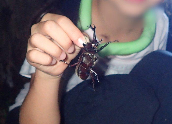 大きなカブトムシを見つけました