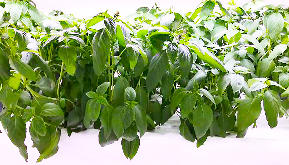 ホラパー 収穫前