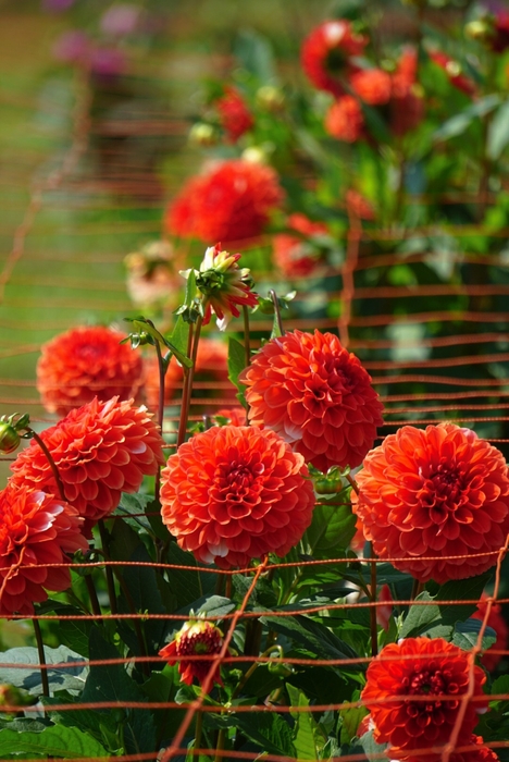 ダリア：声変わり