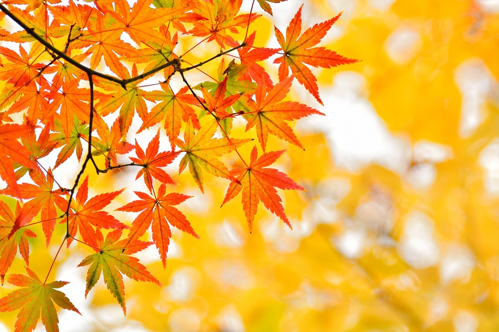“旬”を最も意識する季節は「秋」　食欲の秋に「これが食べたい」トップ3は、さんま・梨・栗