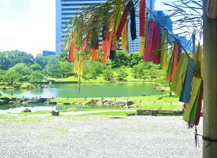 七夕飾り（過年度の様子：旧芝離宮恩賜庭園）