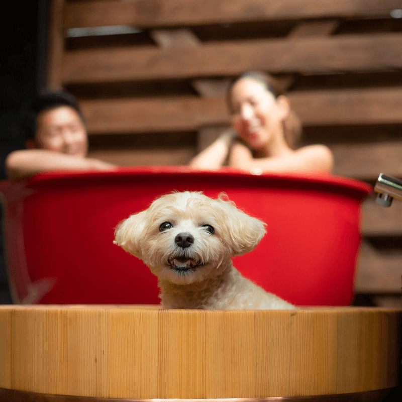 わんちゃん露天風呂