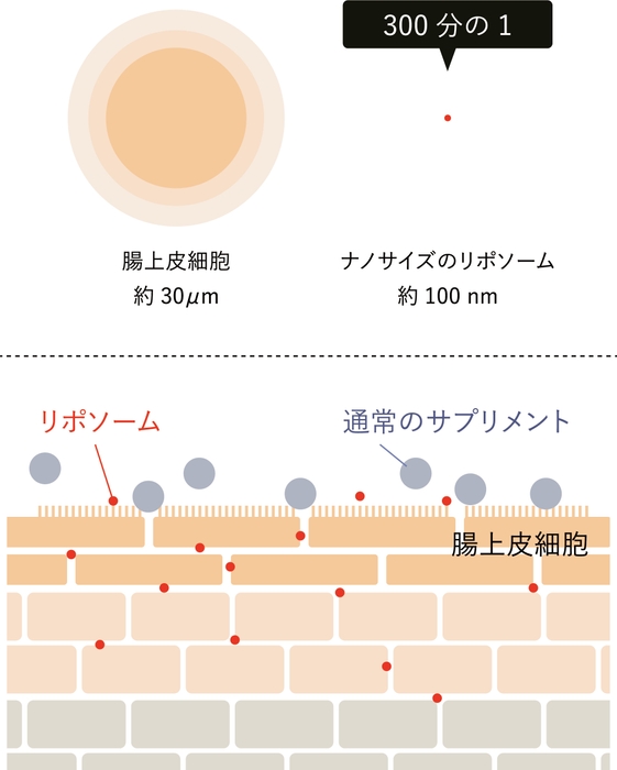 リポソームの吸収のイメージ