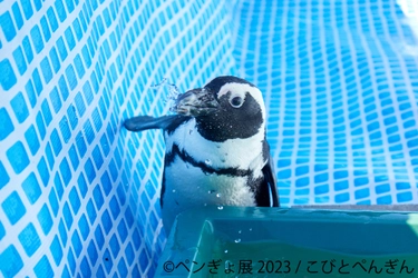 夏にぴったり“ペンギン×金魚”癒しの納涼アートが集結　 「ペンぎょ展 2023」6/30(金)～開催！動画や限定グッズも登場