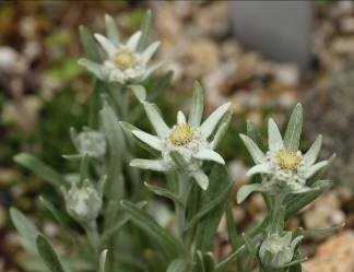 エーデルワイス(キク科)