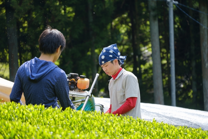 自ら栽培を行う茶農家