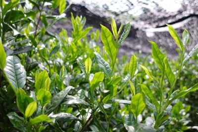 雷一茶では、一番茶のみを贅沢に使用