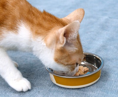 美味しく食べる猫ちゃん