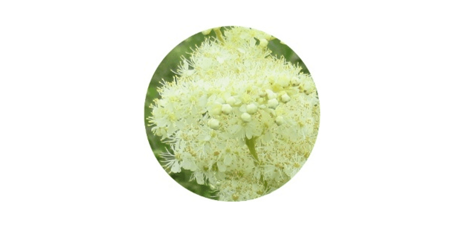 メドウスイート