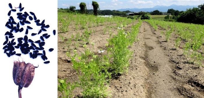 食品医学研究所で試験栽培中のニゲラ・サティバ