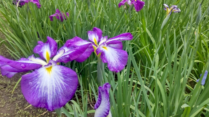 ハナショウブの様子