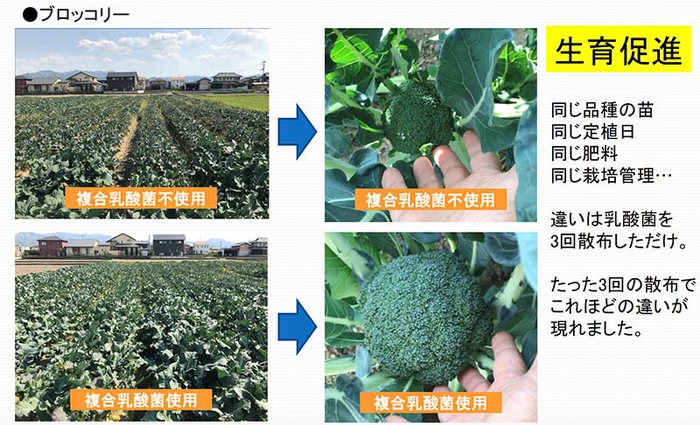 生育比較画像(ブロッコリー)