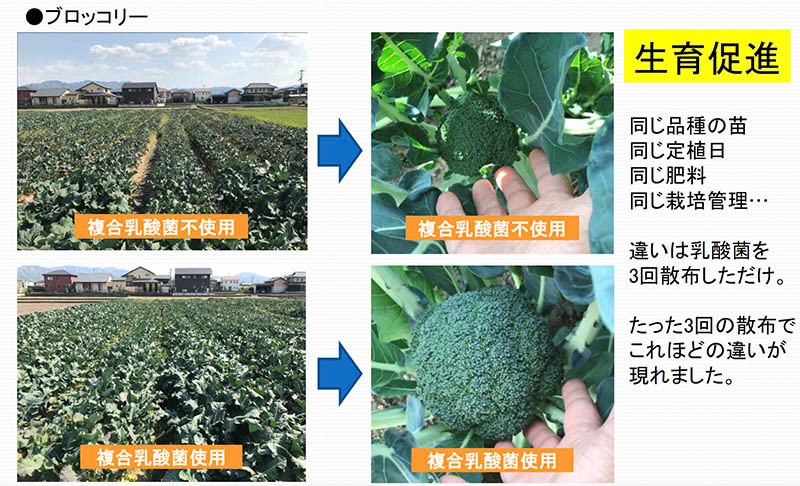 生育比較画像(ブロッコリー)
