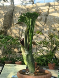 【神代植物公園】ついに世界最大級の花“ショクダイオオコンニャク”の開花が始まりました！【12月20日・21日は早朝開園実施！】