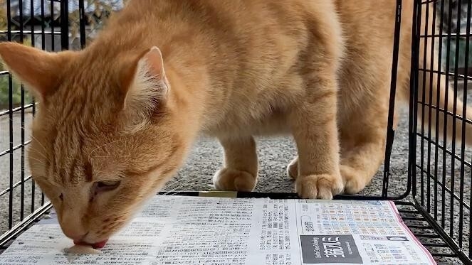 猫の安心安全を追求した捕獲機トラスケ