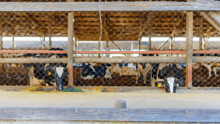宝牧場|牛舎