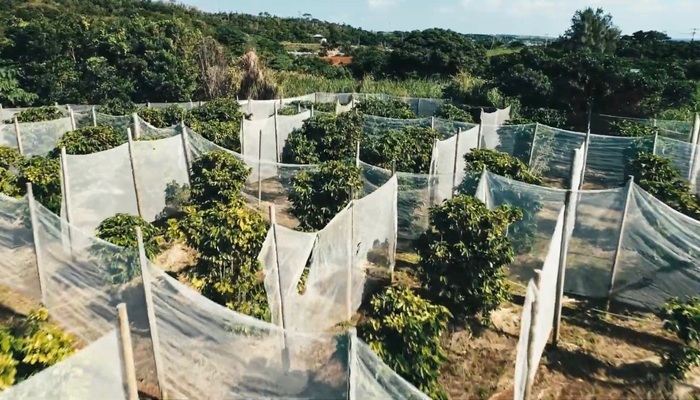 沖永良部島珈琲園空撮